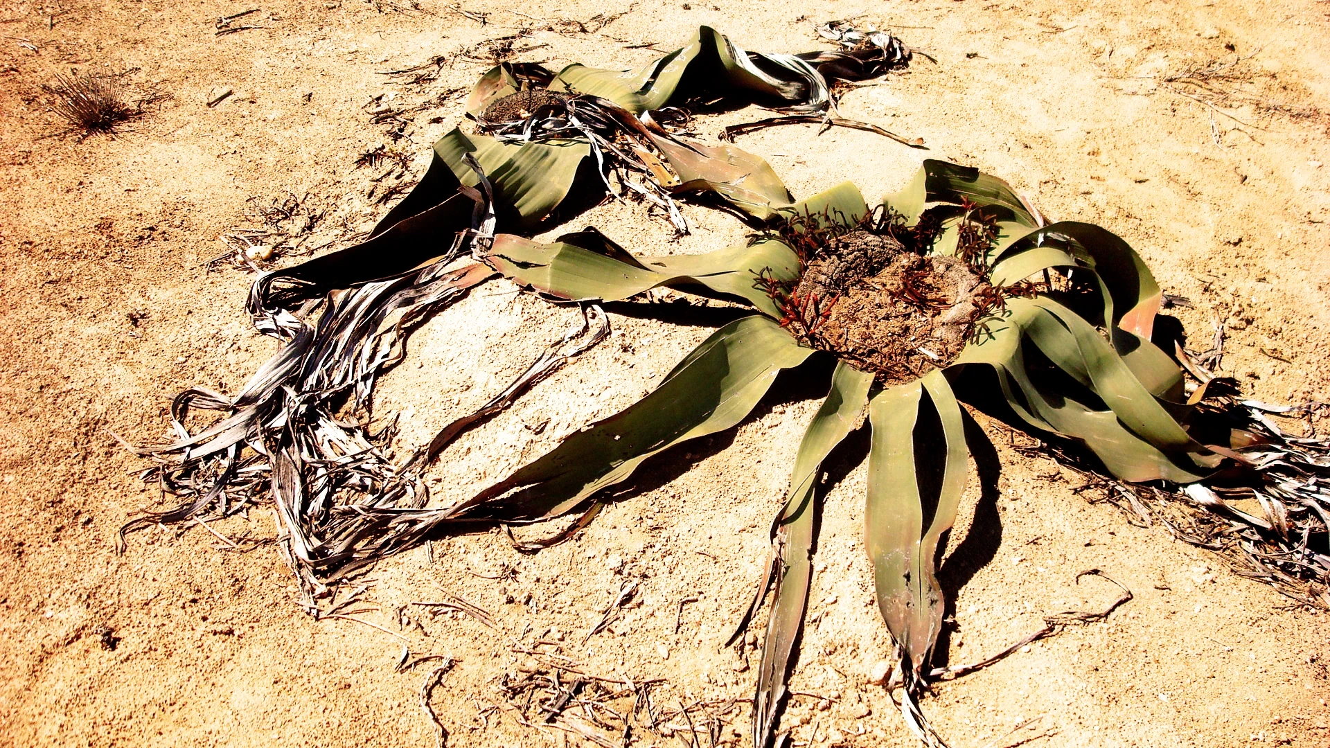 Welwitschia plant in the Angolan desert